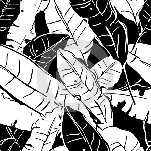 Vector summer seamless pattern with monochrome banana palm leaves. Tropical leaves, floral black and white background.