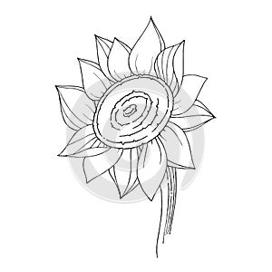 Vector Sunflower floral botanical flower. Black and white engraved ink art. Isolated sunflowers illustration element.