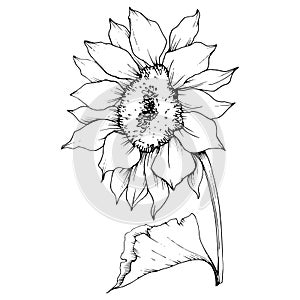 Vector Sunflower floral botanical flower. Black and white engraved ink art. Isolated sunflower illustration element.