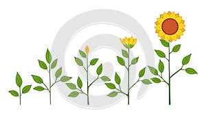 Vector sunflower plant growth stages concept, abstract flower symbols isolated on white background. Sunflower life cycle photo
