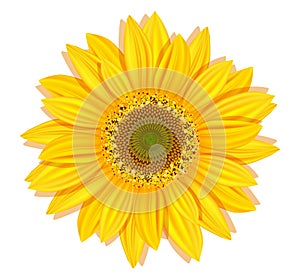 Vector sunflowers on a white background