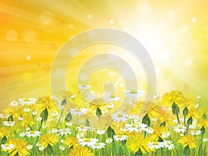 Vector sunshine background with yellow chamomiles