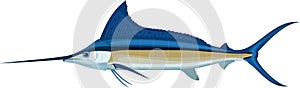Vector swordfish Atlantic blue marlin