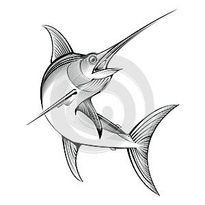Vector swordfish. engraving illustration