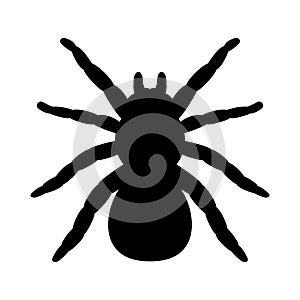 Vector tarantula spider silhouette