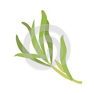 Vector tarragon illustration isolated in cartoon style. Herbs and Species Series.