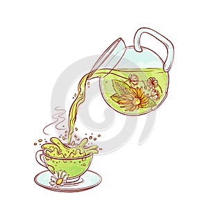 Vector tea flowers brew process. Make and pour in transparent cup hot aromatic drink with blossoming tea leaves. Sketch