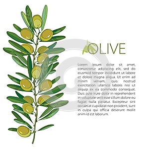 Vector template with outline green Olive, unripe fruits and leaves isolated on white background. Olive branch in contour style.