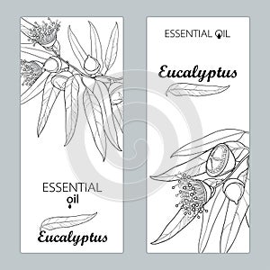 Vector templates with outline Eucalyptus globulus, fruit, flower and leaves . Floral design for poster, banner, packageÃÅ½