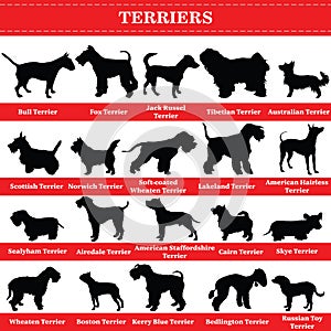 Vector terriers silhouettes