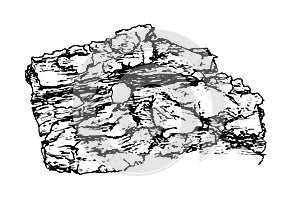 Vector texture of the bark. Hand-drawn sketch-style piece of old tree bark, close-up, isolated black outline on a white