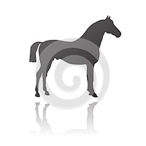 Vector thoroughbred horse photo