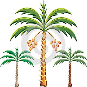 vector Three date palm trees