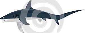 Vector Thresher shark, long-tailed or common thresher shark