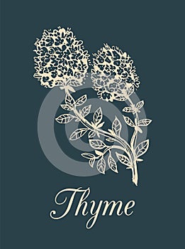 Vector thyme branch illustration with flowers. Hand drawn botanical sketch of aromatic plant. Spice on dark background.