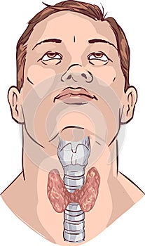 Vector Thyroid gland and larynx