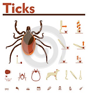 Vector tick infographic