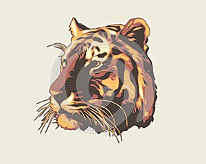 Vector tiger head illustration. Realistic style detailed tiger head illustration.