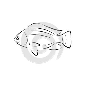 Vector tilapia fish Black. illustration. logo. icon. symbol. on white background