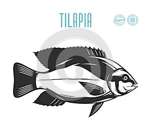 Vector tilapia fish illustration