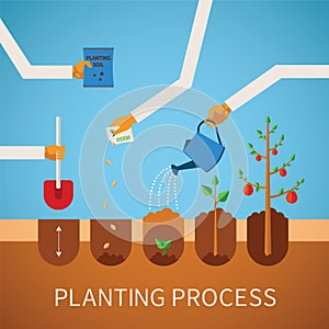 Vector timeline infographic concept of planting process