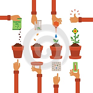 Vector timeline infographic concept of planting process