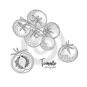 Vector tomato hand drawn illustration in the style of engraving. Organic hand drawn elements. Farm market vegetables