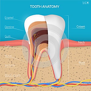 Vector tooth structure. Cross Section Anatomy with all parts.