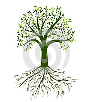 Vector tree with leaves and roots on white background