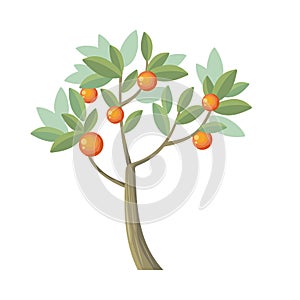 Vector Tree. Orange Isolated on White. Vector