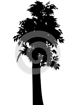 Vector tree silhouettes