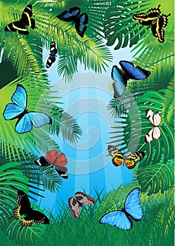 Vector tropical background with butterflies of south America