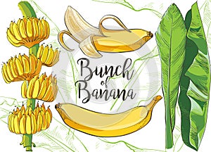 Vektor tropický banán list textúra akvarel ilustrácie 