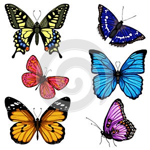 Vector butterfly hand drawn set colorful