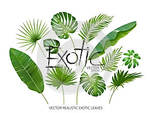 Vector tropical exotic leaves, realistic jungle leaves set isolated on white background. Palm leaf collection. Quality