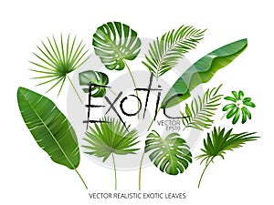 Vector tropical exotic leaves, realistic jungle leaves set isolated on white background. Palm leaf collection. Quality photo
