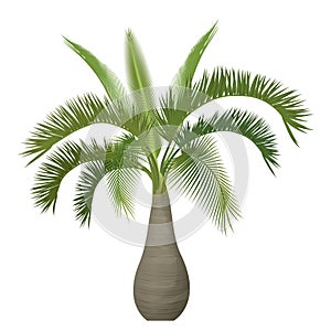 Vector tropical exotic palm tree .
