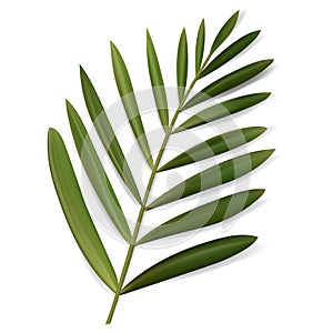 Vector Tropical Leaf. Isolated Exotics. Botanical illustration