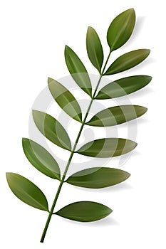 Vector Tropical Leaf. Isolated Exotics. Botanical illustration