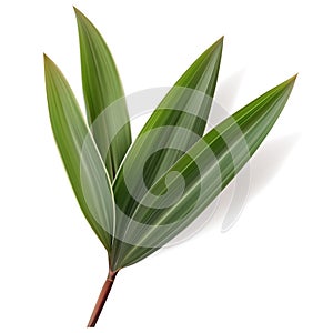 Vector Tropical Leaf. Isolated Exotics. Botanical illustration