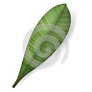 Vector Tropical Leaf. Isolated Exotics. Botanical illustration