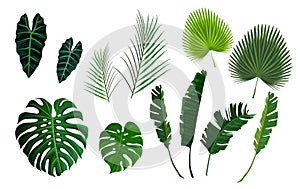 Vector tropical palm leaves, jungle leaves set