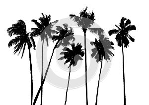 Vector tropical palms