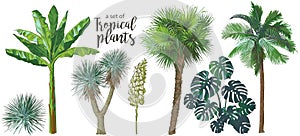 Vector Tropical palms, plants, leaf, foliage, monstera