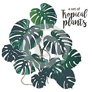 Vector Tropical palms, plants, leaf, foliage, monstera