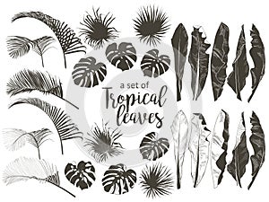 Vector Tropical palms, plants, leaf, foliage, monstera