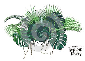 Vector Tropical palms, plants, leaf, foliage, monstera