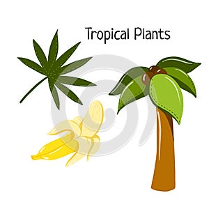 Vector tropical plant set with fresh banana, palm tree leaf and coconut palm. Sketch style color icons isolated