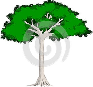 Vector tropical rainforest Kapok tree