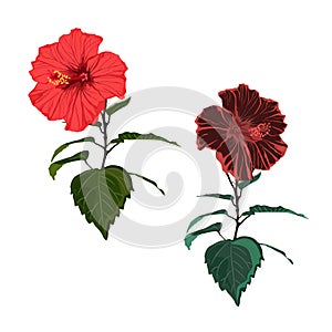 Vector tropical red hibiscus branch set isolated on white background.